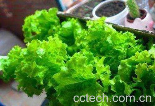 生菜可以生吃吗 生菜吃多了有什么危害-1