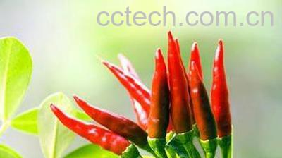 指天椒的作用-1