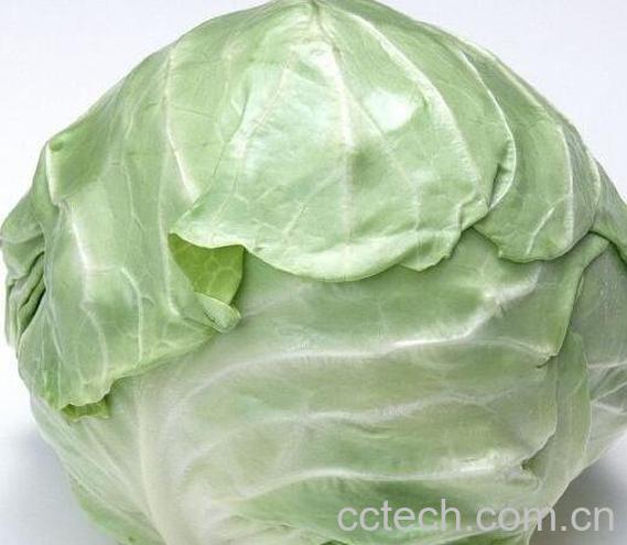怎样区分甘蓝和包菜 甘蓝和包菜的区别-1