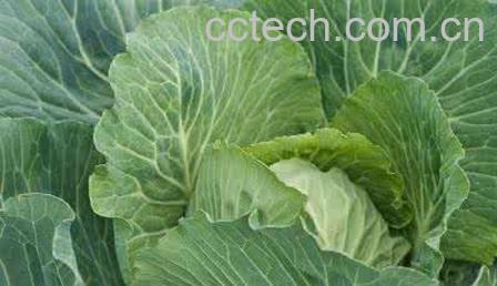 怎样区分甘蓝和包菜 甘蓝和包菜的区别-0