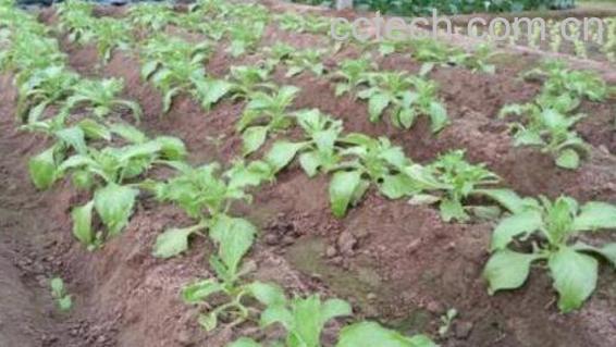 冰菜怎么种植 冰菜种植有窍门-1
