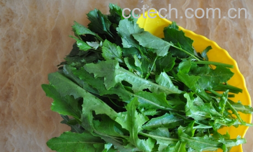 苦苣菜怎么吃 苦苣菜如何凉拌-0