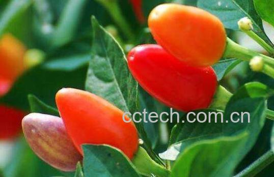 五彩椒怎么做好吃 五彩椒炒什么好吃-0