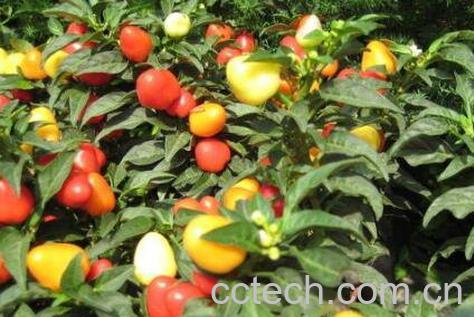 五彩椒怎么做好吃 五彩椒炒什么好吃-1