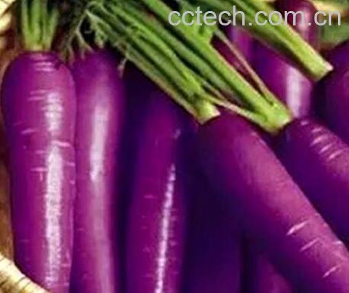 紫色的菜有哪些 紫色的蔬菜图片和功效-0