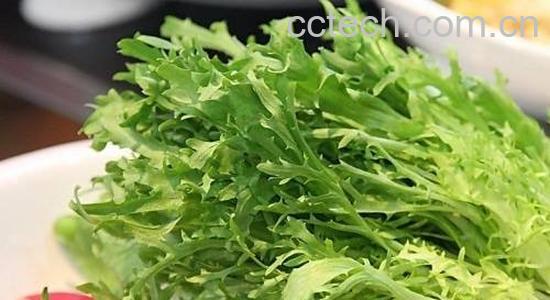 苦苣菜的功效与作用-0