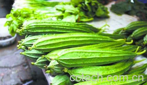 八棱瓜功效和作用-1