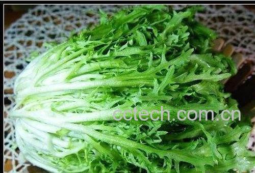 苦苣菜的功效与作用-1