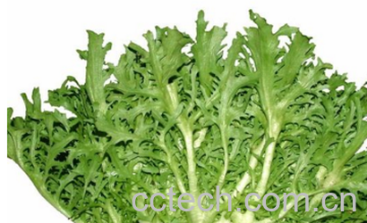 苦苣和苦菊的区别-1