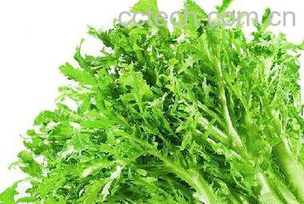 苦苣和苦菊的区别-0