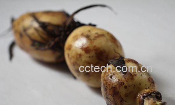 吃藕的好处和坏处-1