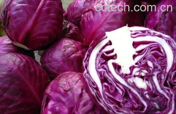 生吃紫甘蓝能减肥吗 紫甘蓝的热量高吗-1