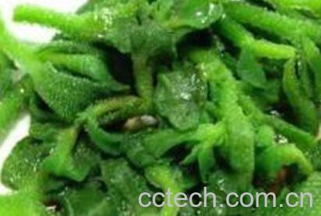 非洲冰草的功效与作用 非洲冰草的禁忌-1