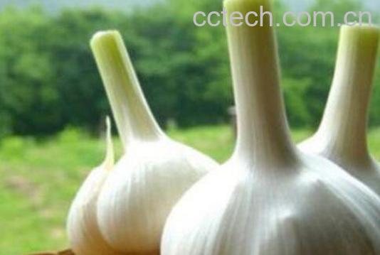 吃大蒜的好处有哪些 吃大蒜的坏处-0