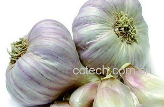 吃大蒜的好处有哪些 吃大蒜的坏处-1