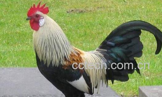 公鸡的营养价值及功效-0