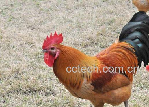 公鸡的营养价值及功效-1