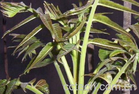 吃香春芽的好处和坏处-1