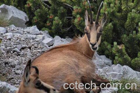  羚羊肉的功效与作用 羚羊肉的营养价值-1