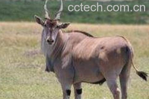  羚羊肉的功效与作用 羚羊肉的营养价值-0