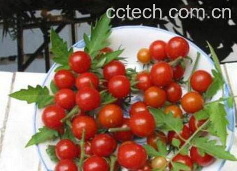 野番茄的功效与作用 野番茄的吃法-0