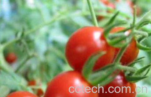 野番茄的功效与作用 野番茄的吃法-1