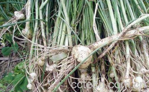 野小蒜的功效与作用 野小蒜的危害-0