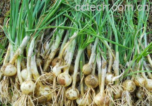 野小蒜的功效与作用 野小蒜的危害-1