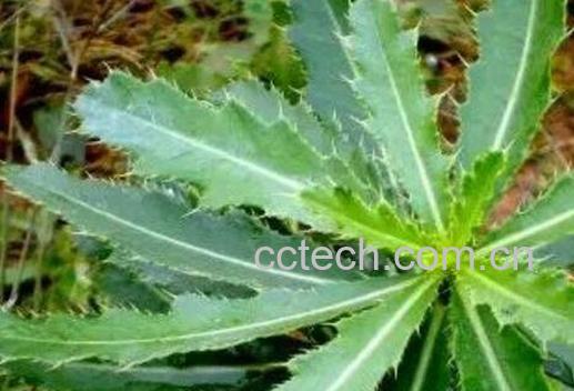 七七芽的功效与作用 七七芽的禁忌-1