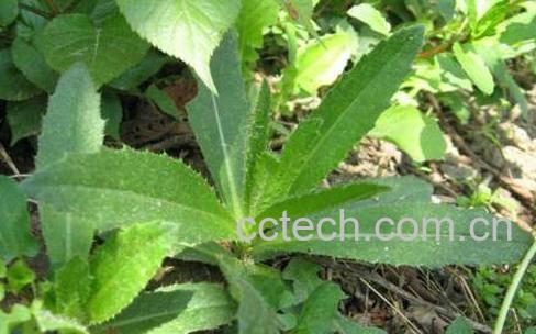 七七芽的功效与作用 七七芽的禁忌-0