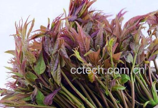 吃香椿的好处有哪些 吃香椿的坏处-0