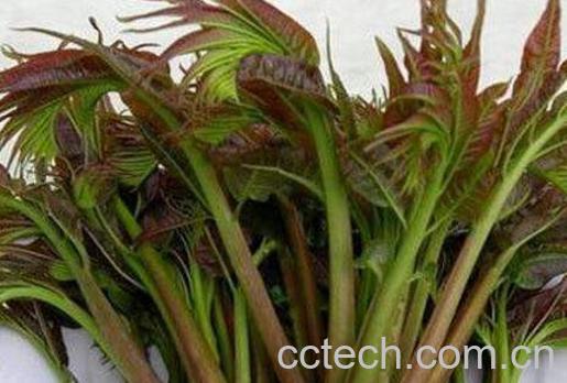 吃香椿的好处有哪些 吃香椿的坏处-1