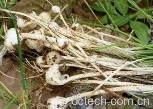 小蒜怎么吃 小蒜的吃法技巧-1