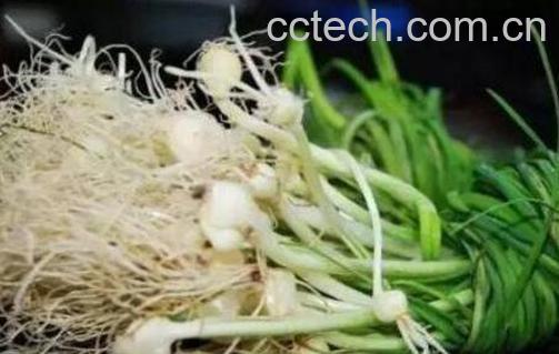 小蒜怎么吃 小蒜的吃法技巧-0