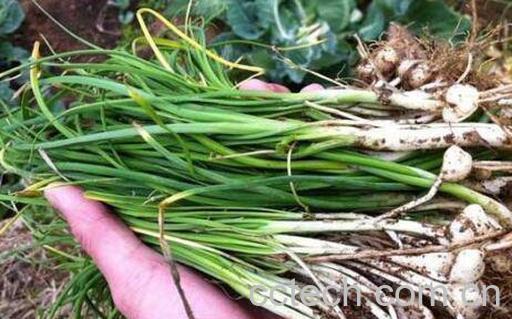 野葱的功效与作用-0