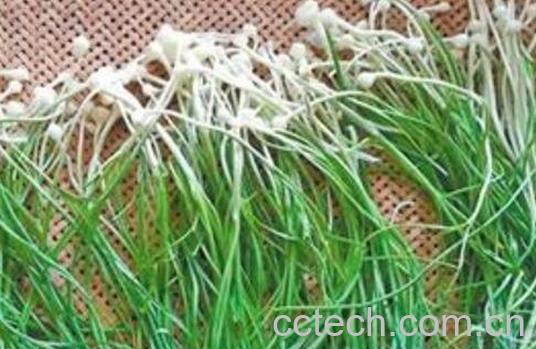 野葱的功效与作用-1