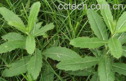 刺菜煮水喝有什么作用-1