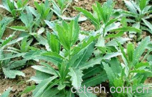 刺菜煮水喝有什么作用-0