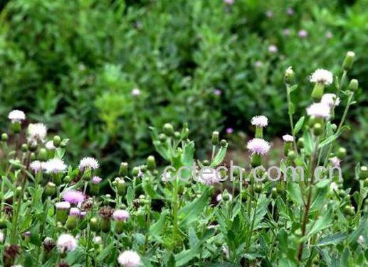 七七菜的功效与作用 七七菜熬水喝的功效-0