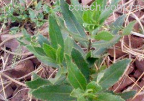 七七菜的功效与作用 七七菜熬水喝的功效-1