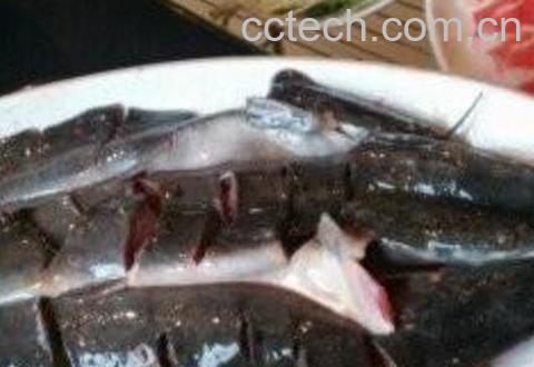 什么是梭边鱼 梭边鱼的功效与作用-0