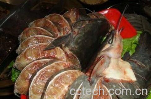 什么是梭边鱼 梭边鱼的功效与作用-1