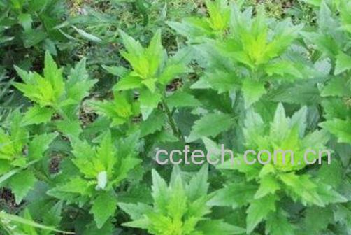 青青菜怎么吃 青青菜的吃法技巧-1