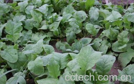 青青菜的功效与作用 青青菜的副作用-1