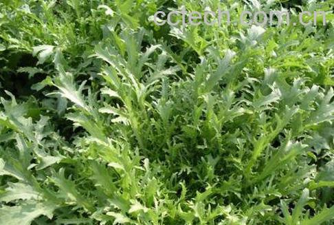 青青菜的功效与作用 青青菜的副作用-0