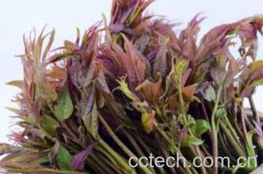 壮阳野菜有哪些 什么野菜补肾壮阳-1