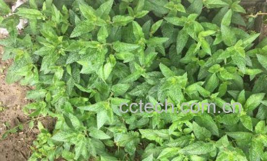 甘露子的功效与作用-0