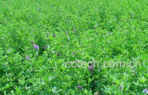 紫花苜蓿的功效与作用-0