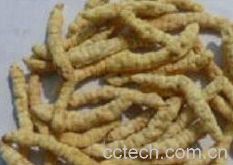 甘露子怎么做好吃 甘露子的做法-0