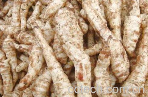 甘露子怎么做好吃 甘露子的做法-1